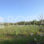 03_Duino-Aurisina_casale_carsico_in_pietra_con_vigna