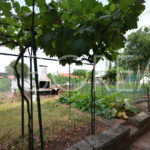 02_Duino_Aurisina_casa_con_giardino_orto